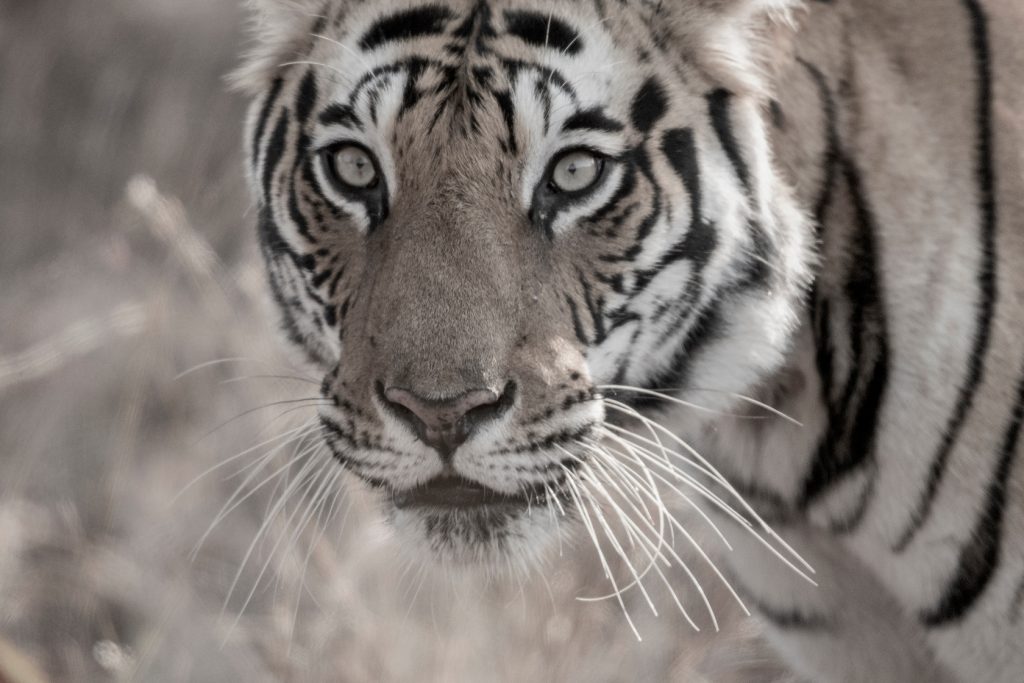 Tigers of Bandhavgarh