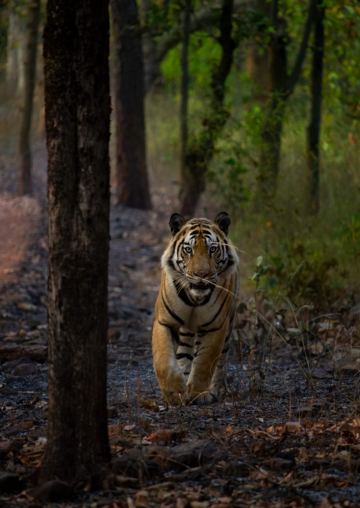 jamhol male of bandhavgarh