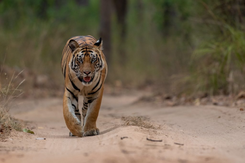 raa male cub