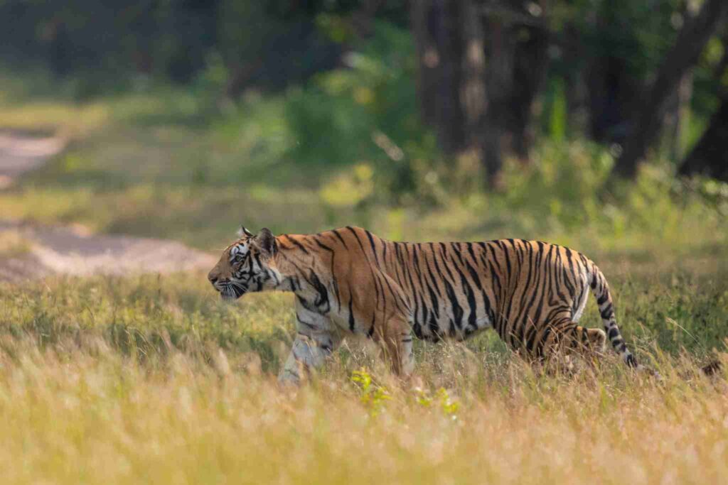 tigers of bandhavgarh