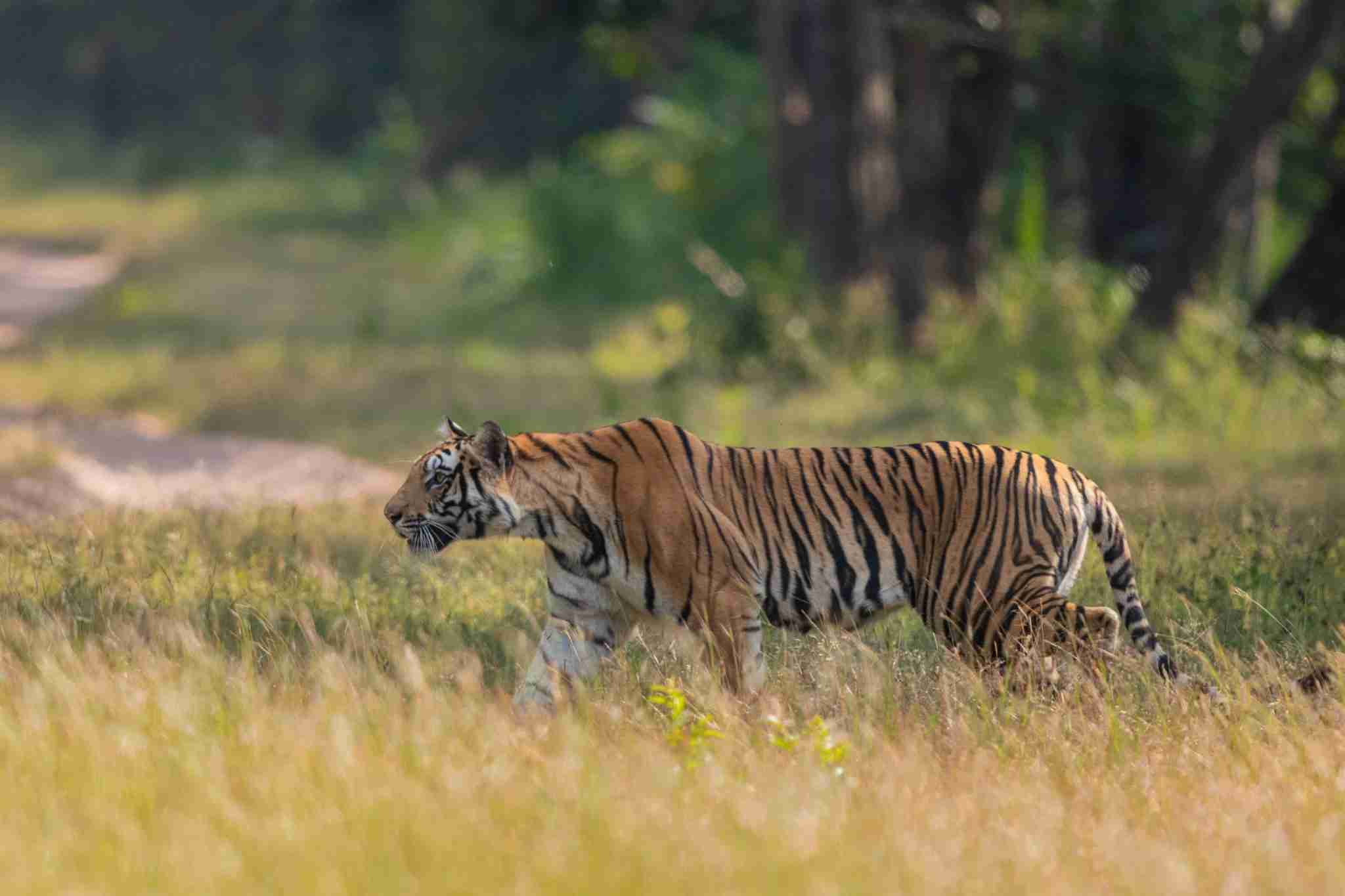 tigers of bandhavgarh