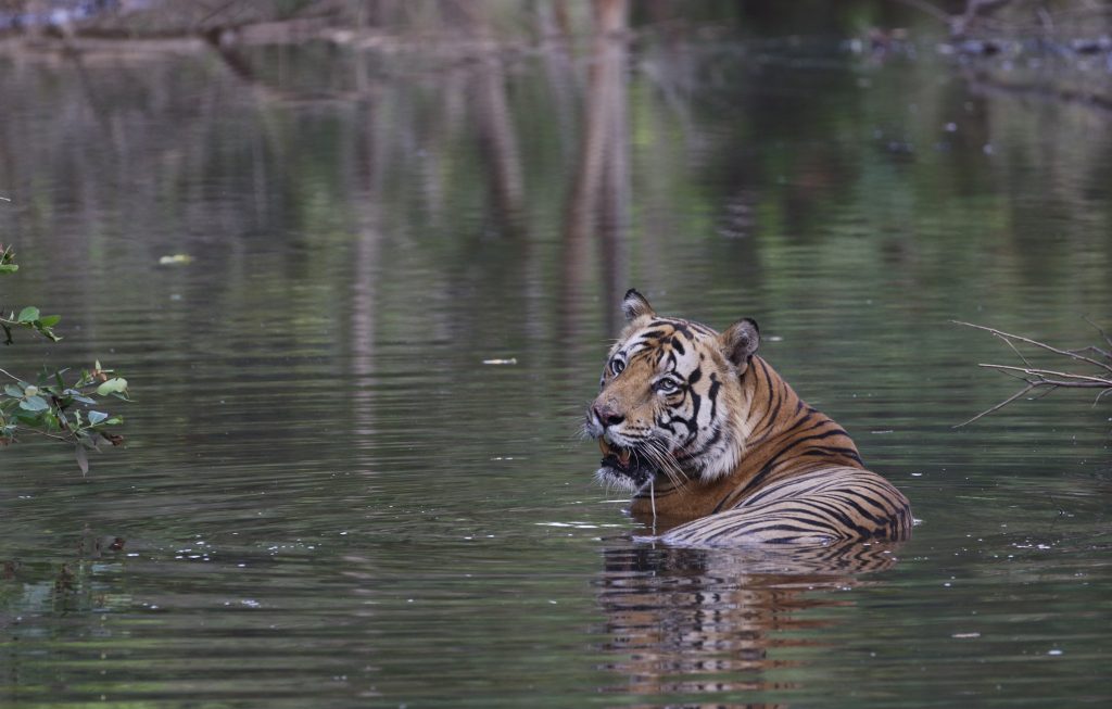 tiger in bandhavgarh