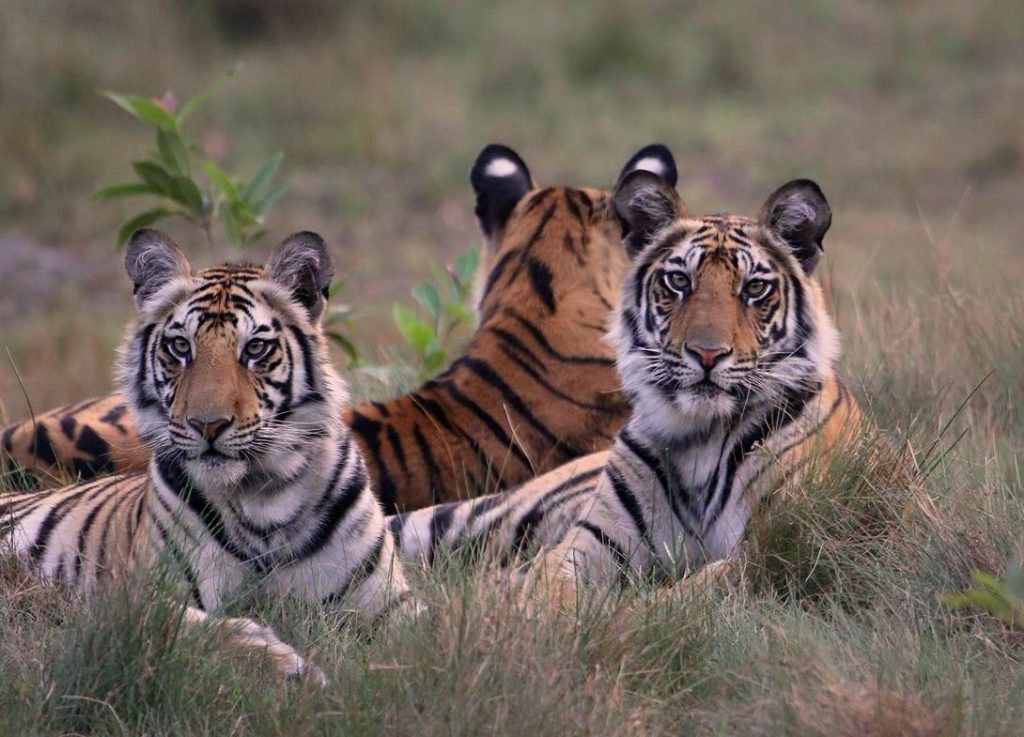 tigers in bandhavgarh