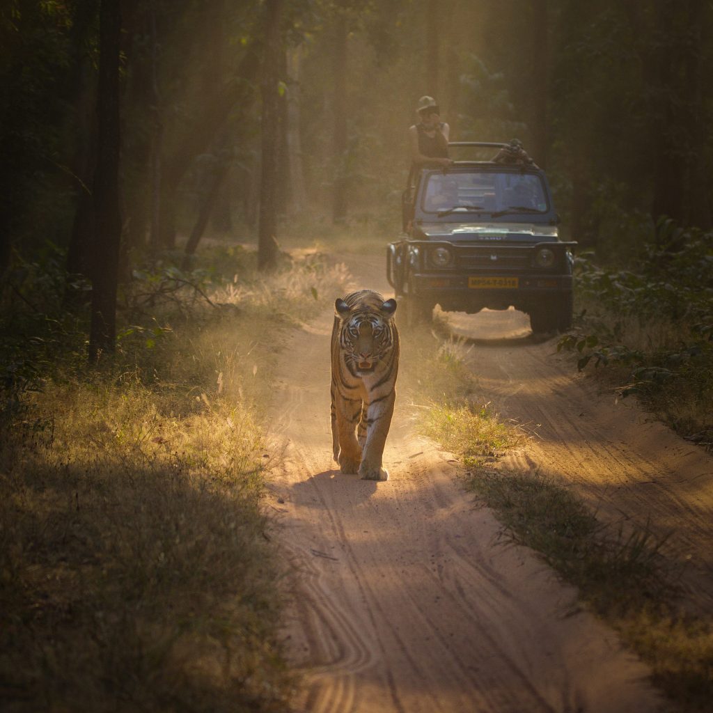 tiger safari in bandhavgarh