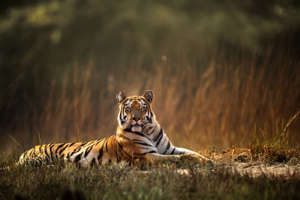 tiger in bandhavgarh