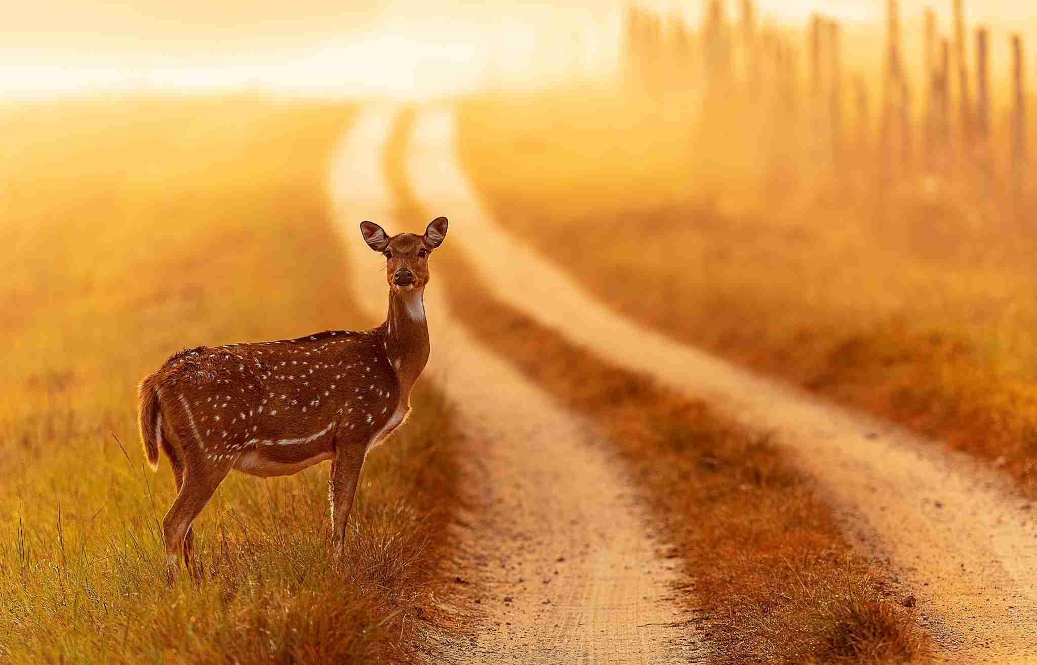 All about Bandhavgarh