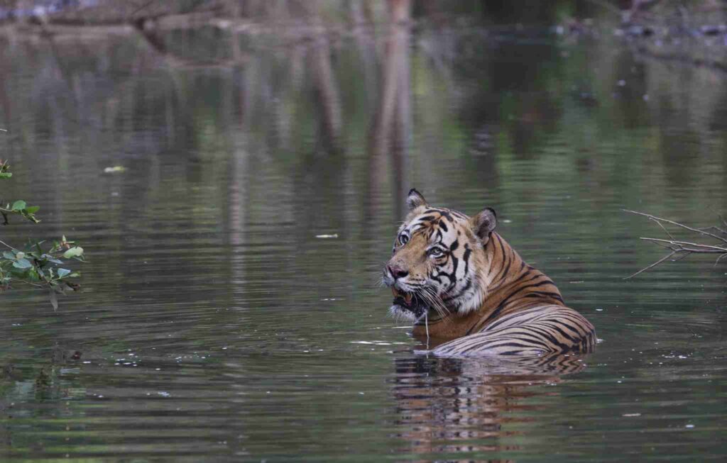 best gates in bandhavgarh