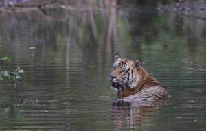 best gates in bandhavgarh