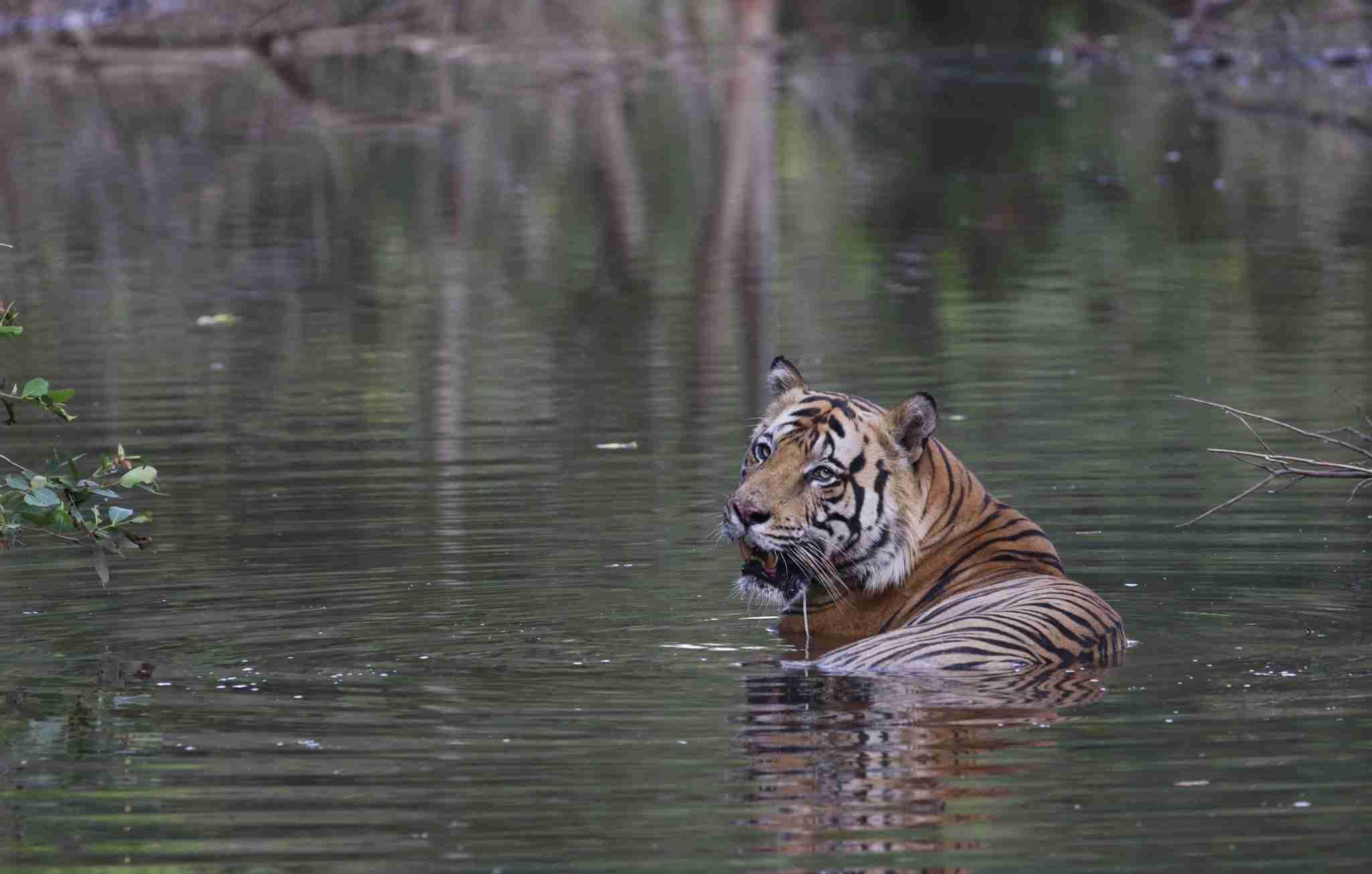 best gates in bandhavgarh