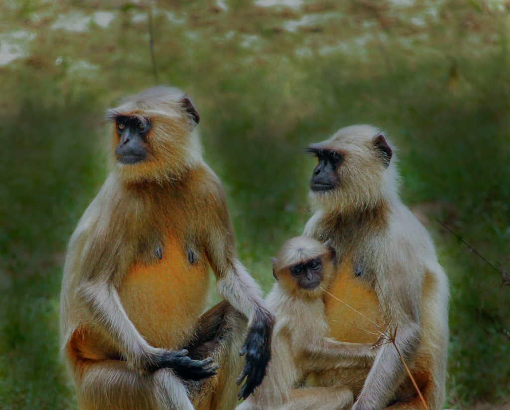 langurs in Bandhavgarh National Park