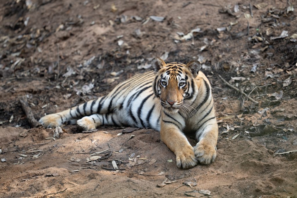 tiger in bandhavgarh