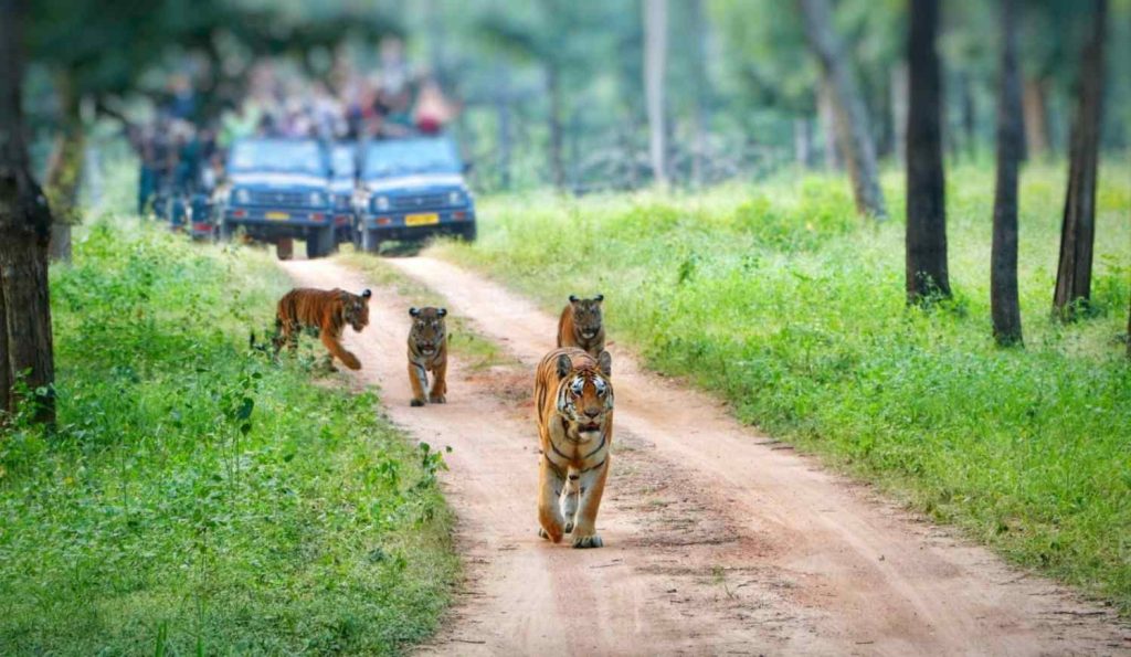collarwali with cubs by himani