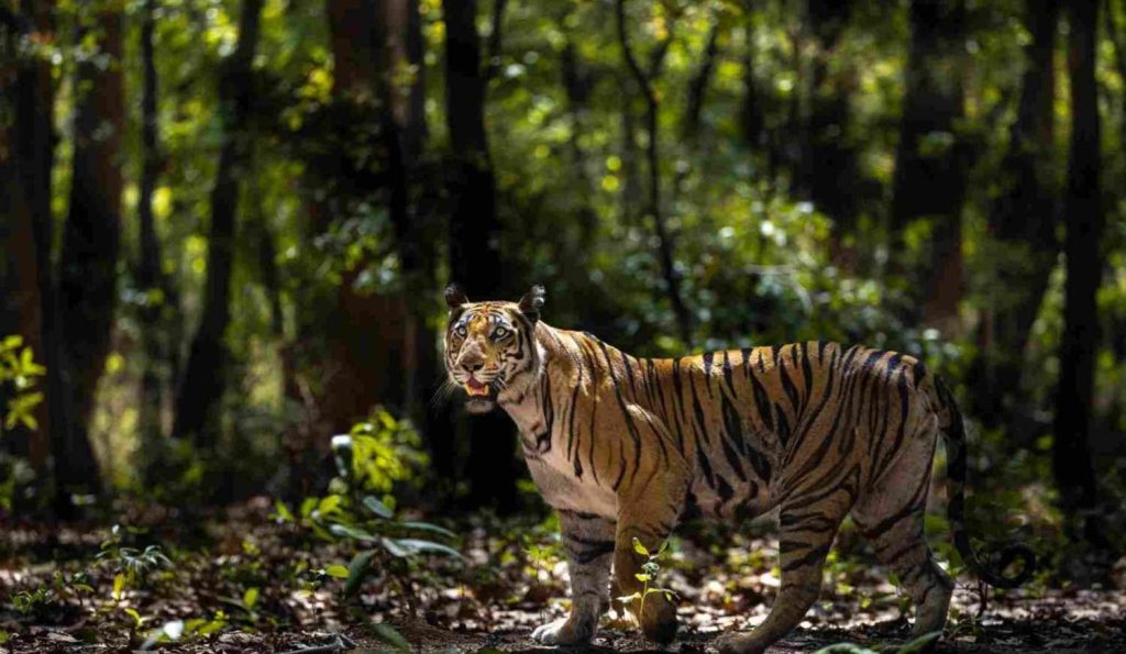 best season for tiger sightings