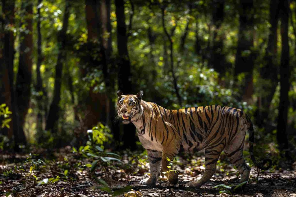 Best Season for Tiger Sightings in Bandhavgarh
