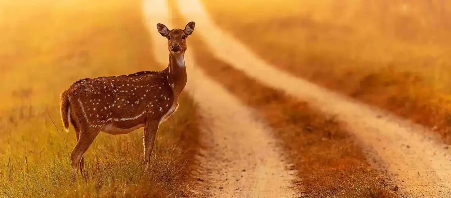 All about Bandhavgarh