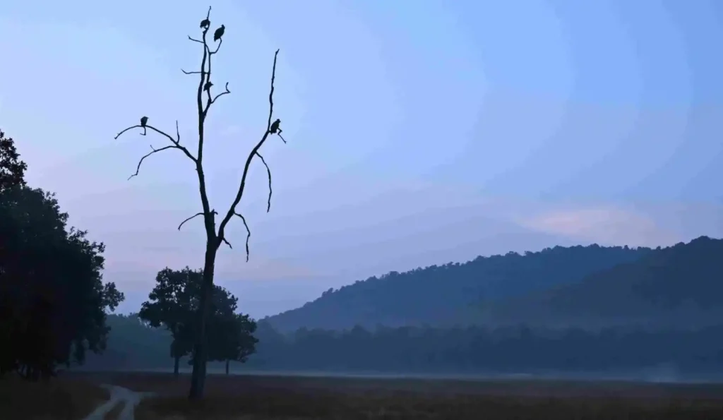 morning vibes at bandhavgarh