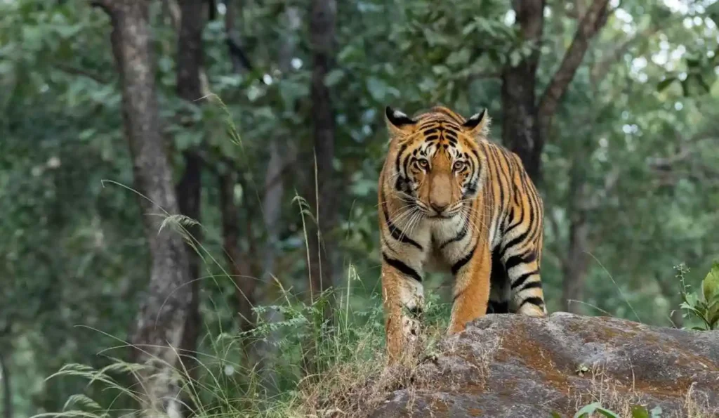 tiger sightings