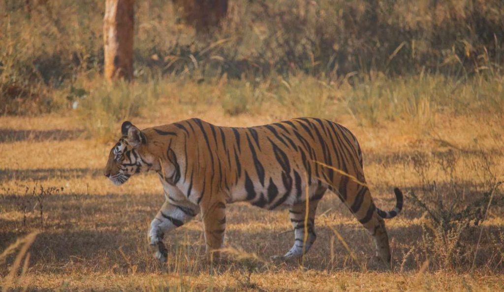 darrah cub
