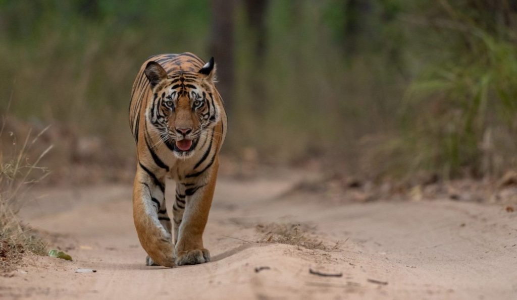 raa cubs khitauli